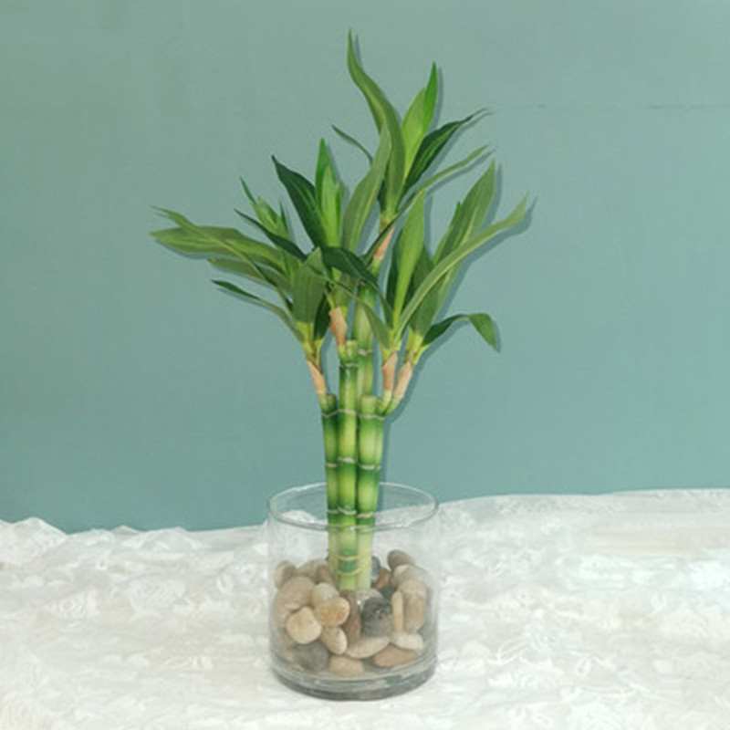 Aquarium Plant Nursery - Mới 40Cm RFtificial May Mắn Tre