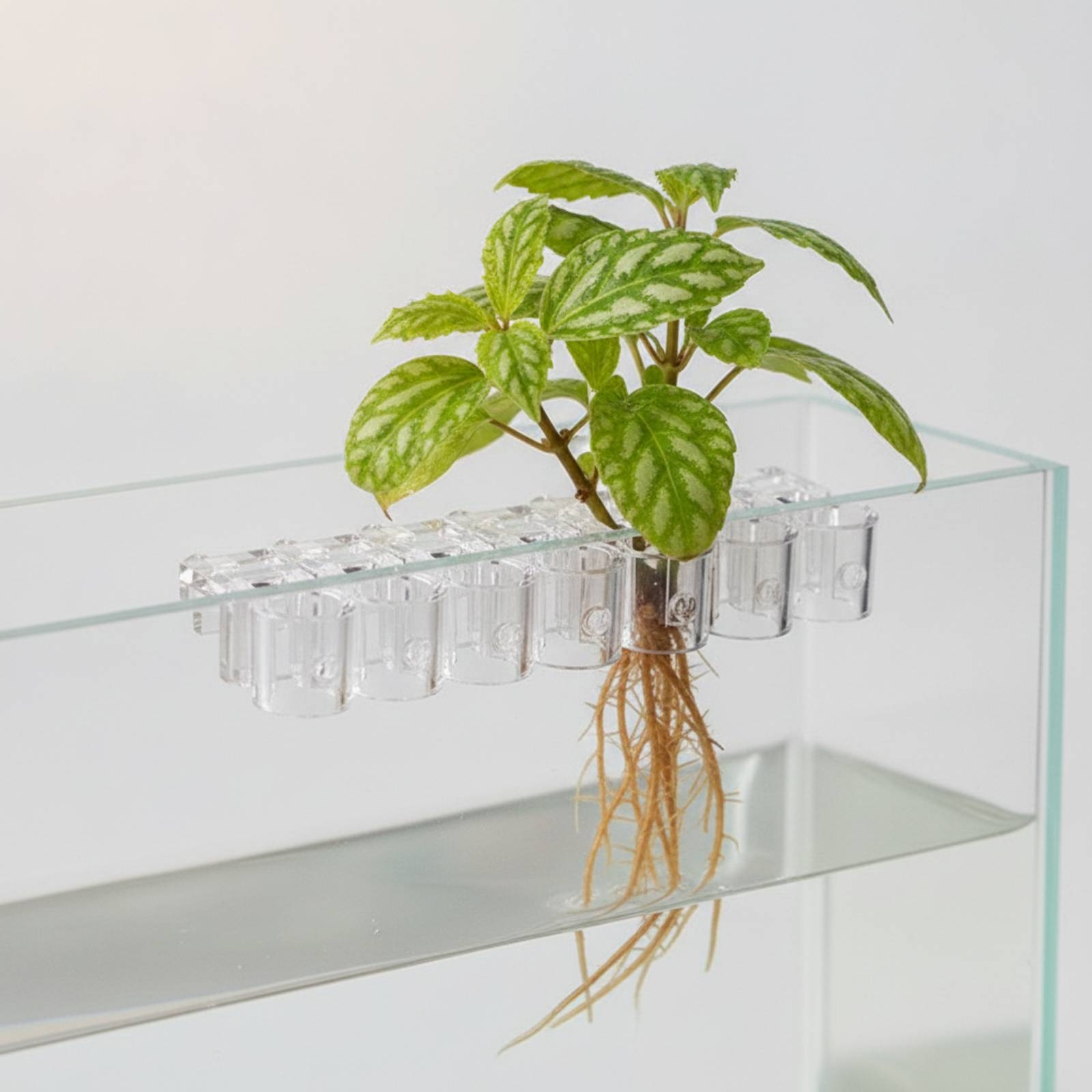 6 Pieces Aquarium Planter Clea - đánh giá và giá Aquarium Planted Aquarium