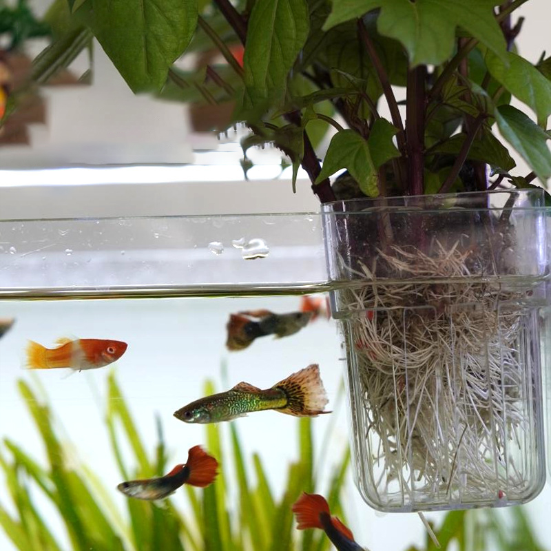 Wall-Mounted Hydroponic Planti - đánh giá và giá Aquarium Planted Wall