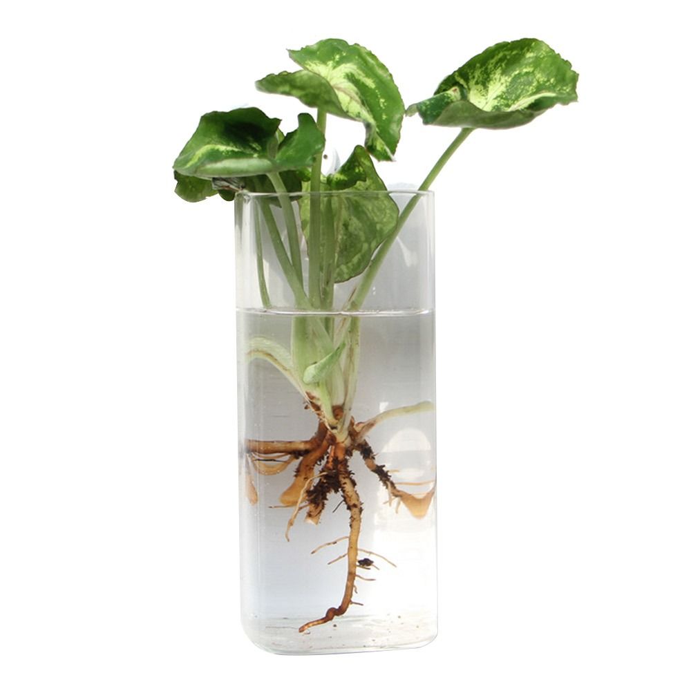 Cone Shape Wall Hanging Vase T - đánh giá và giá Aquarium Planted Wall
