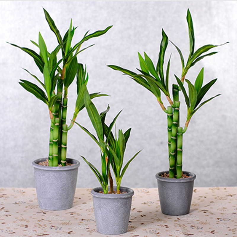 Mới 40Cm RFtificial May Mắn Tr - đánh giá và giá Aquarium Plant Nursery