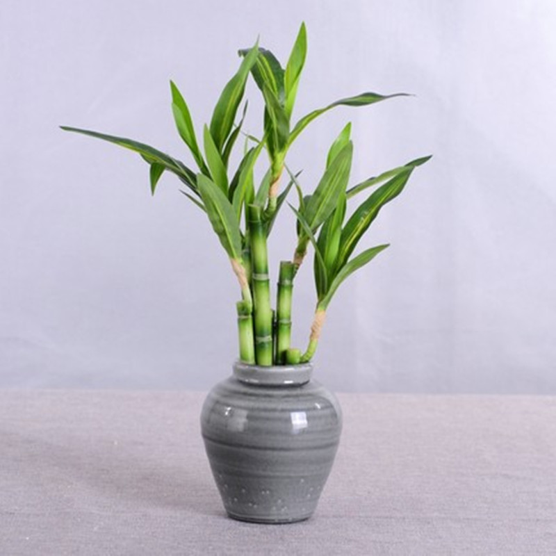 Mới 40Cm RFtificial May Mắn Tr - đánh giá và giá Aquarium Plant Nursery