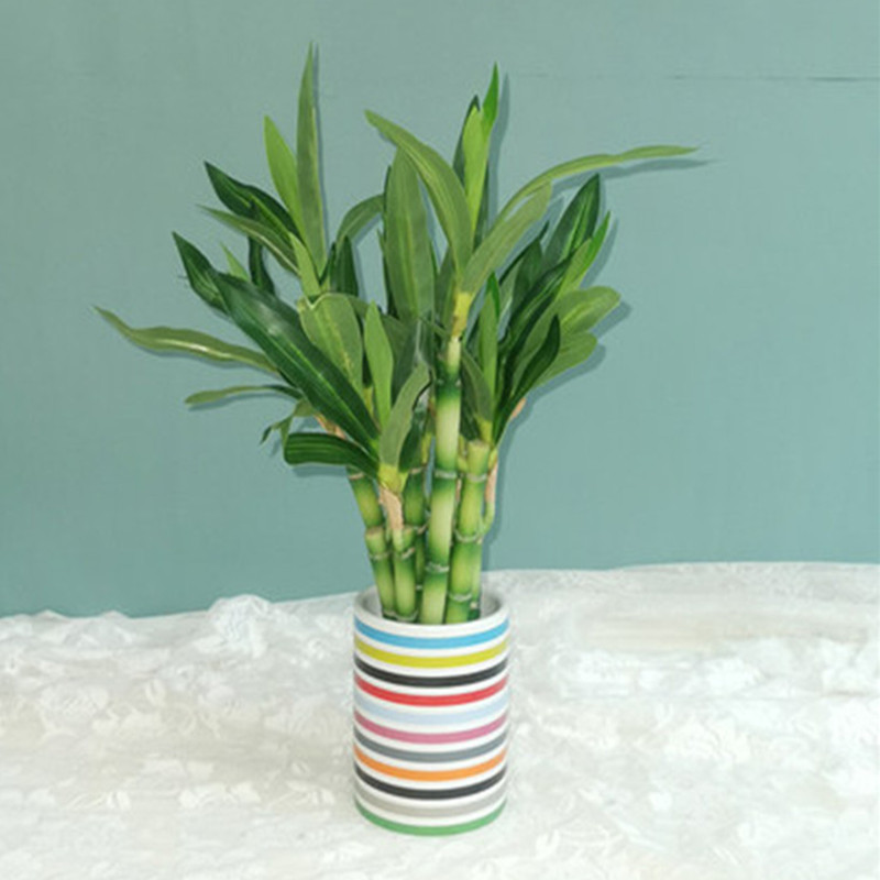 Mới 40Cm RFtificial May Mắn Tr - đánh giá và giá Aquarium Plant Nursery