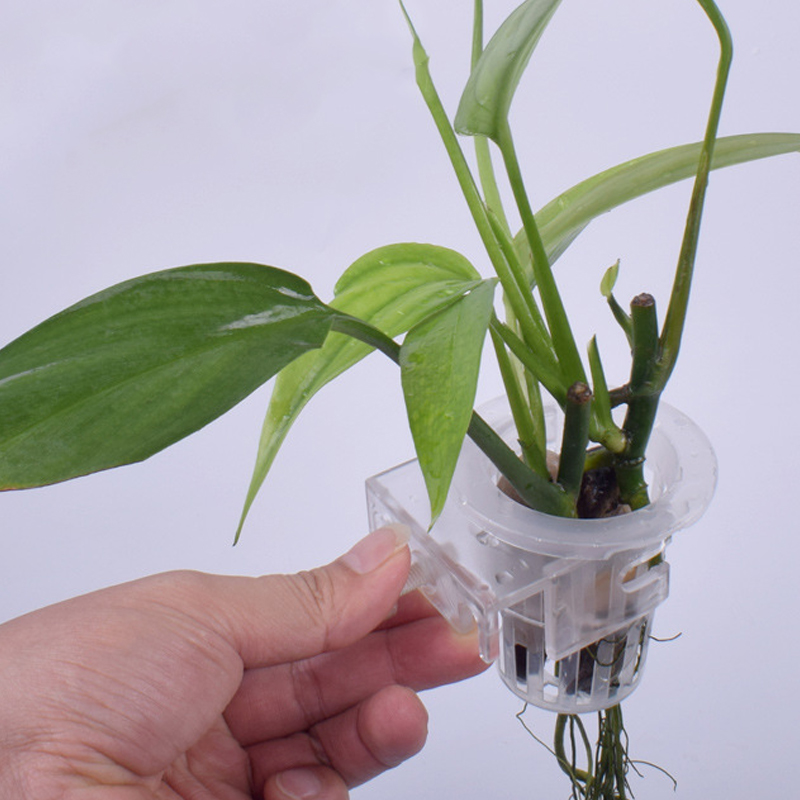 Wall Mounted Aquatic Plant Fix - đánh giá và giá Aquarium Planted Wall