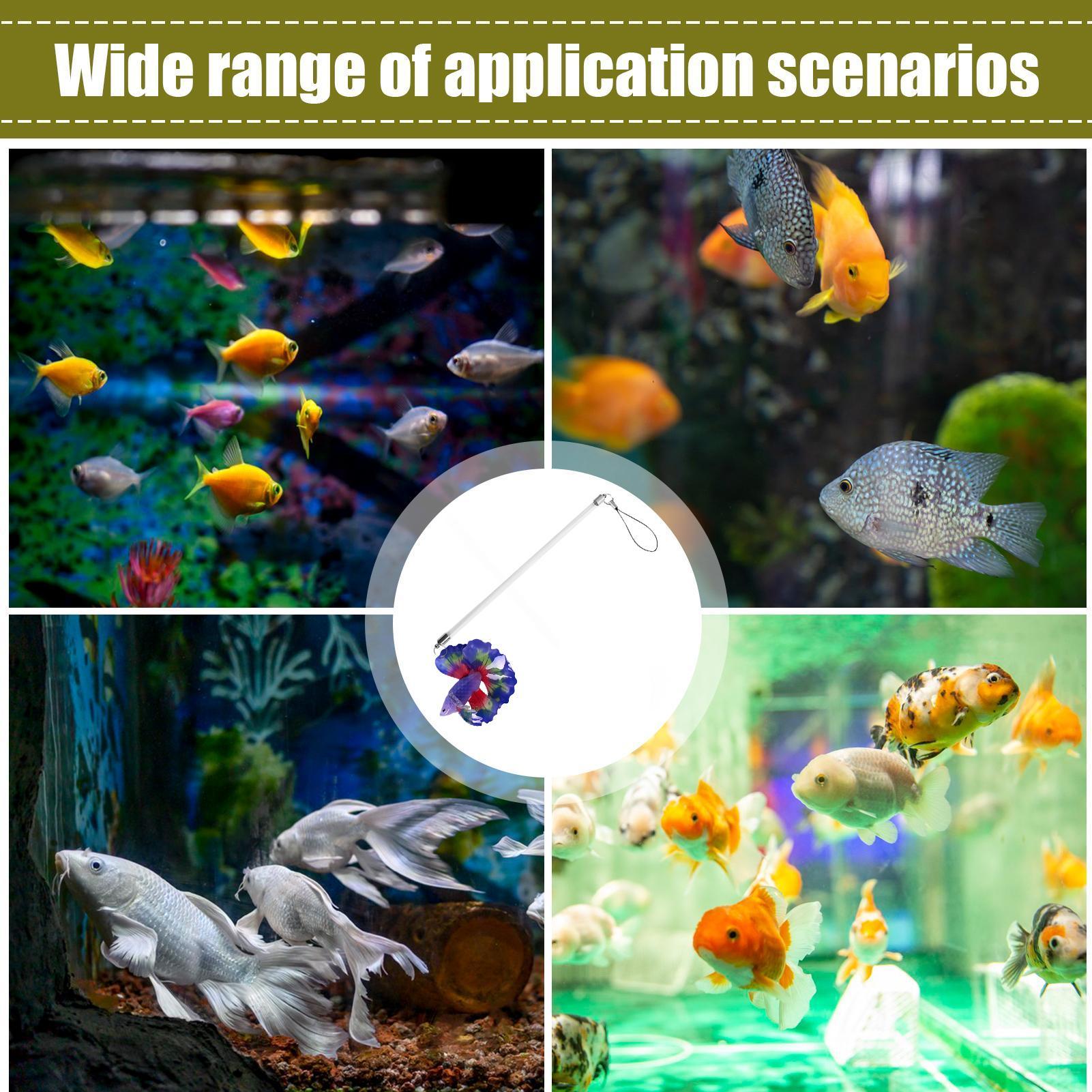 Betta Training Wand Interactiv - đánh giá và giá Planted Aquarium For Beginners