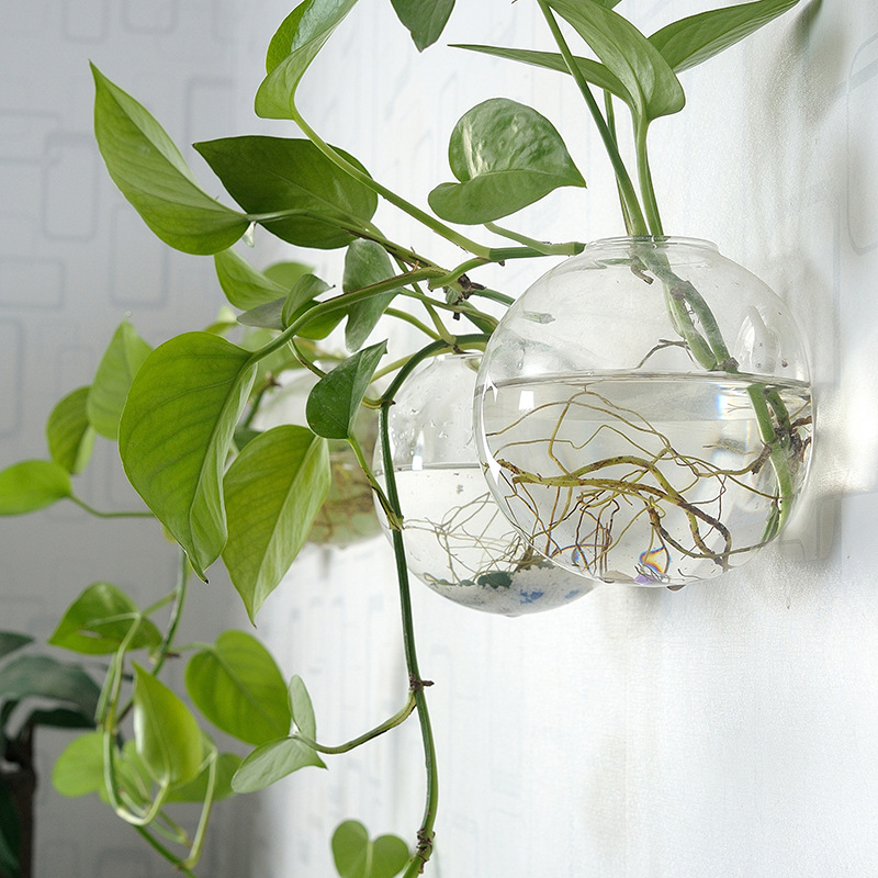 Wall Hanging Acrylic Fish Bowl - đánh giá và giá Aquarium Planted Wall