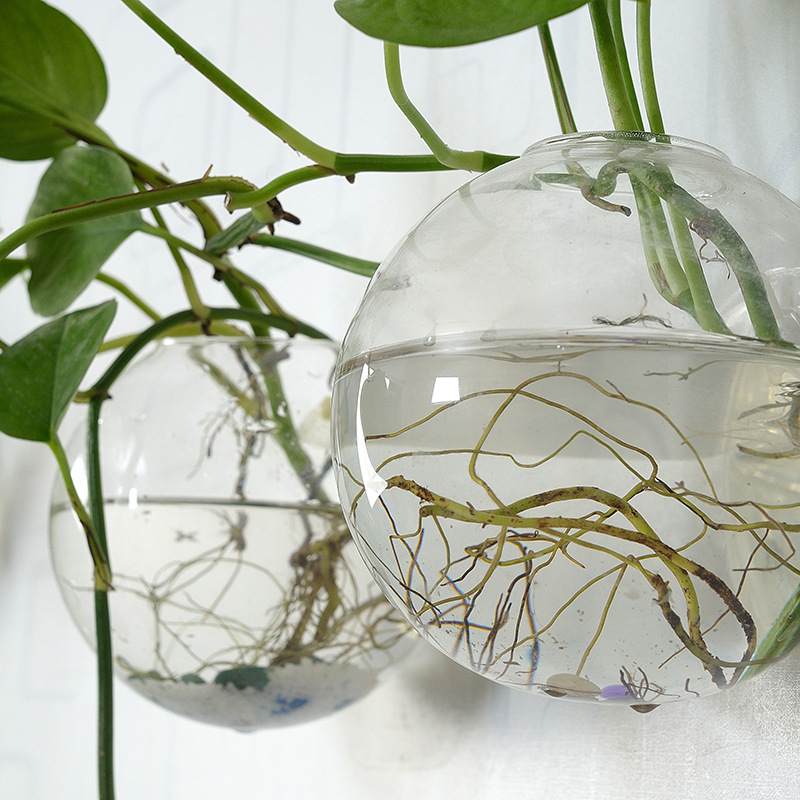 Wall Hanging Acrylic Fish Bowl - đánh giá và giá Aquarium Planted Wall
