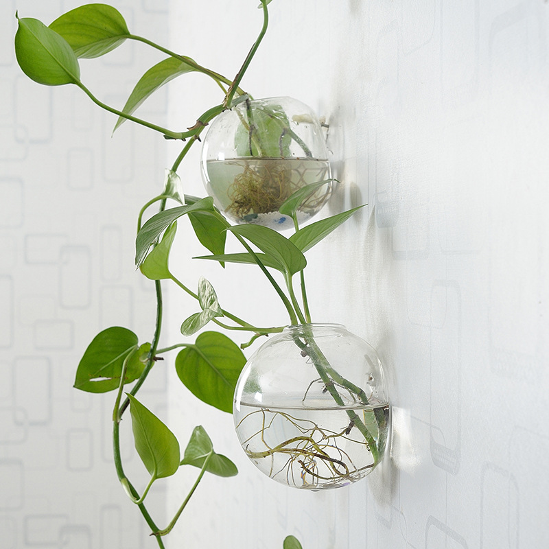 Wall Hanging Acrylic Fish Bowl - đánh giá và giá Aquarium Planted Wall