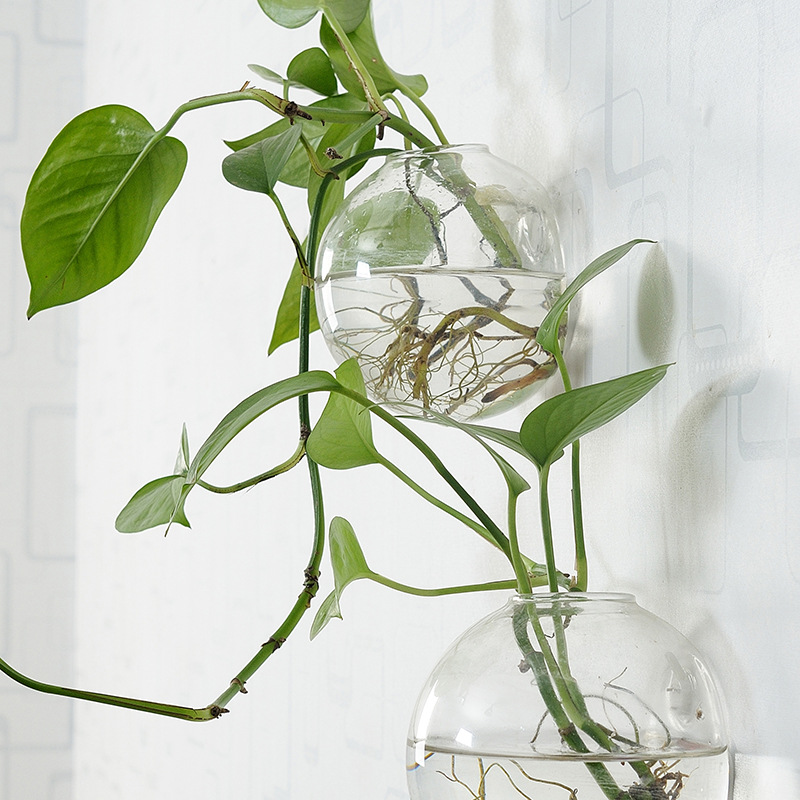 Wall Hanging Acrylic Fish Bowl - đánh giá và giá Aquarium Planted Wall