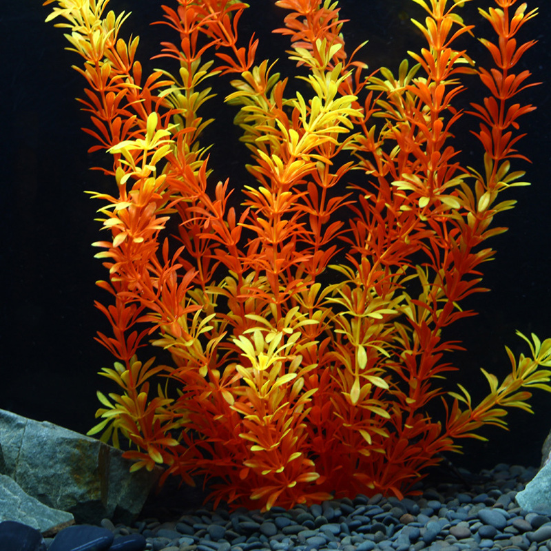 100Cm Thực Vật Nhiệt Đới Lớn N - đánh giá và giá Aquarium Plant Nursery