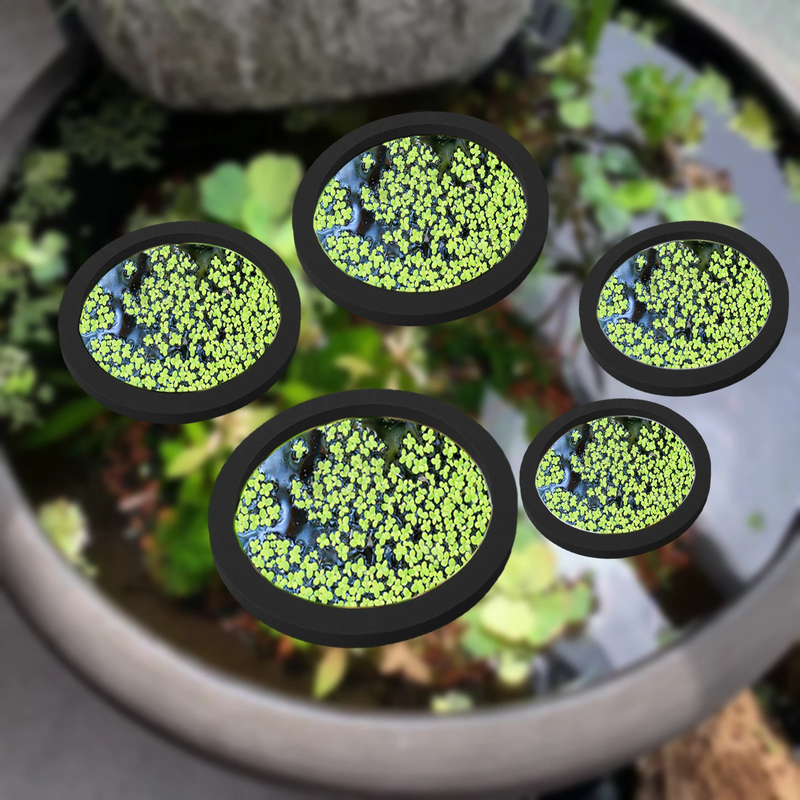 5Pcs EVA Fish Feeding Ring Aqu - đánh giá và giá Aquarium Planted Aquarium