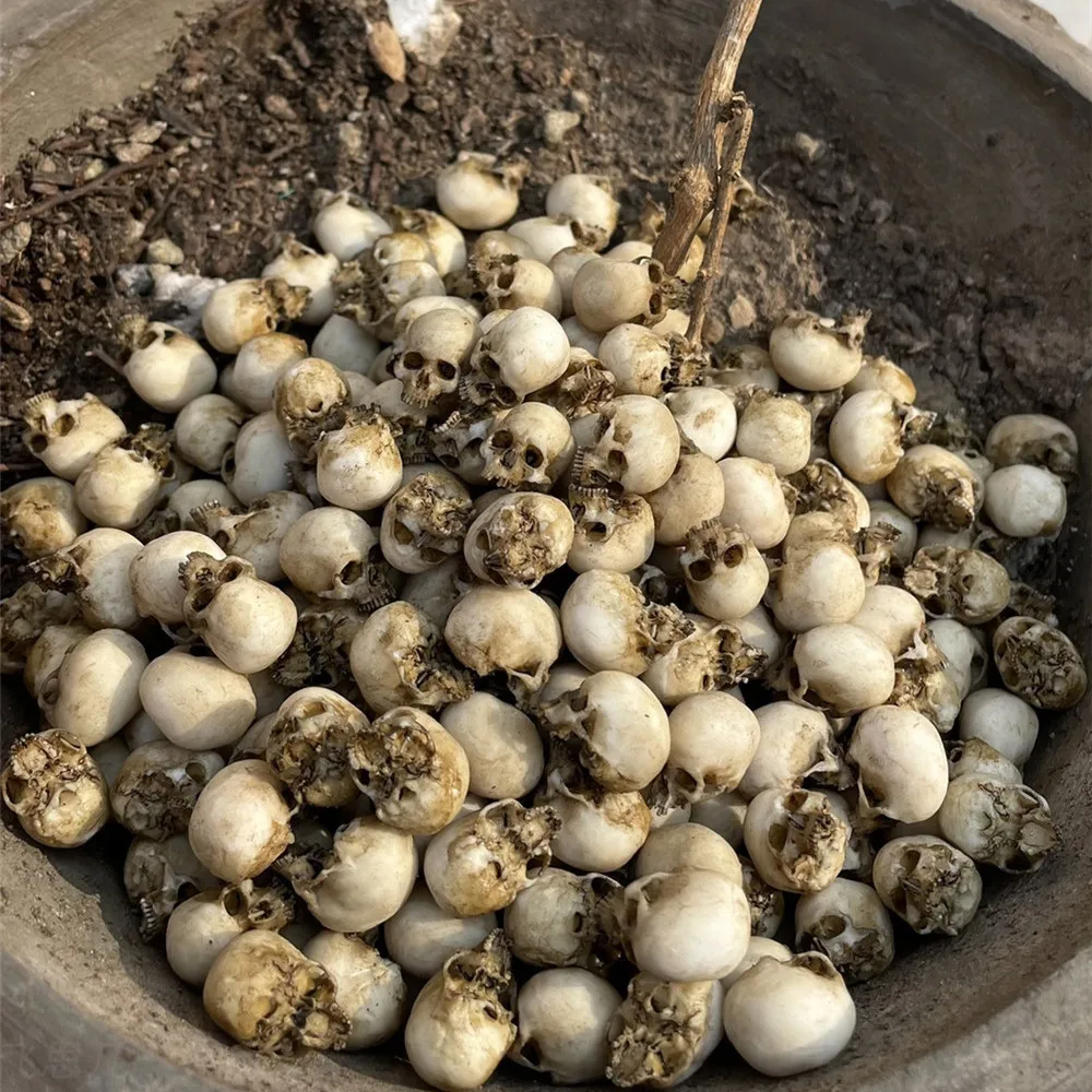 Mini Skull High Quality Miniat - đánh giá và giá Aquarium Plant Nursery