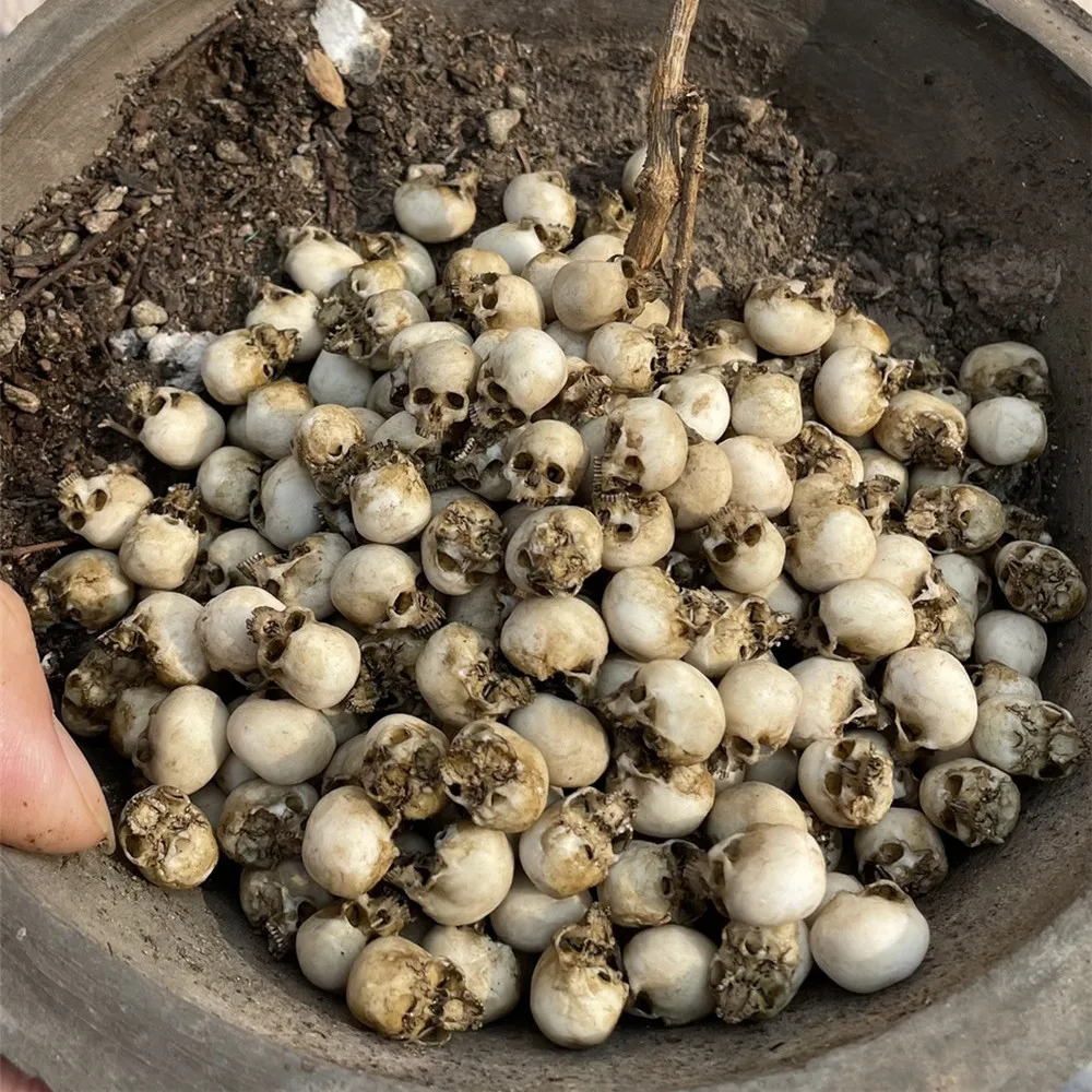 Mini Skull High Quality Miniat - đánh giá và giá Aquarium Plant Nursery