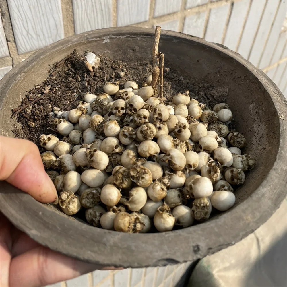 Mini Skull High Quality Miniat - đánh giá và giá Aquarium Plant Nursery
