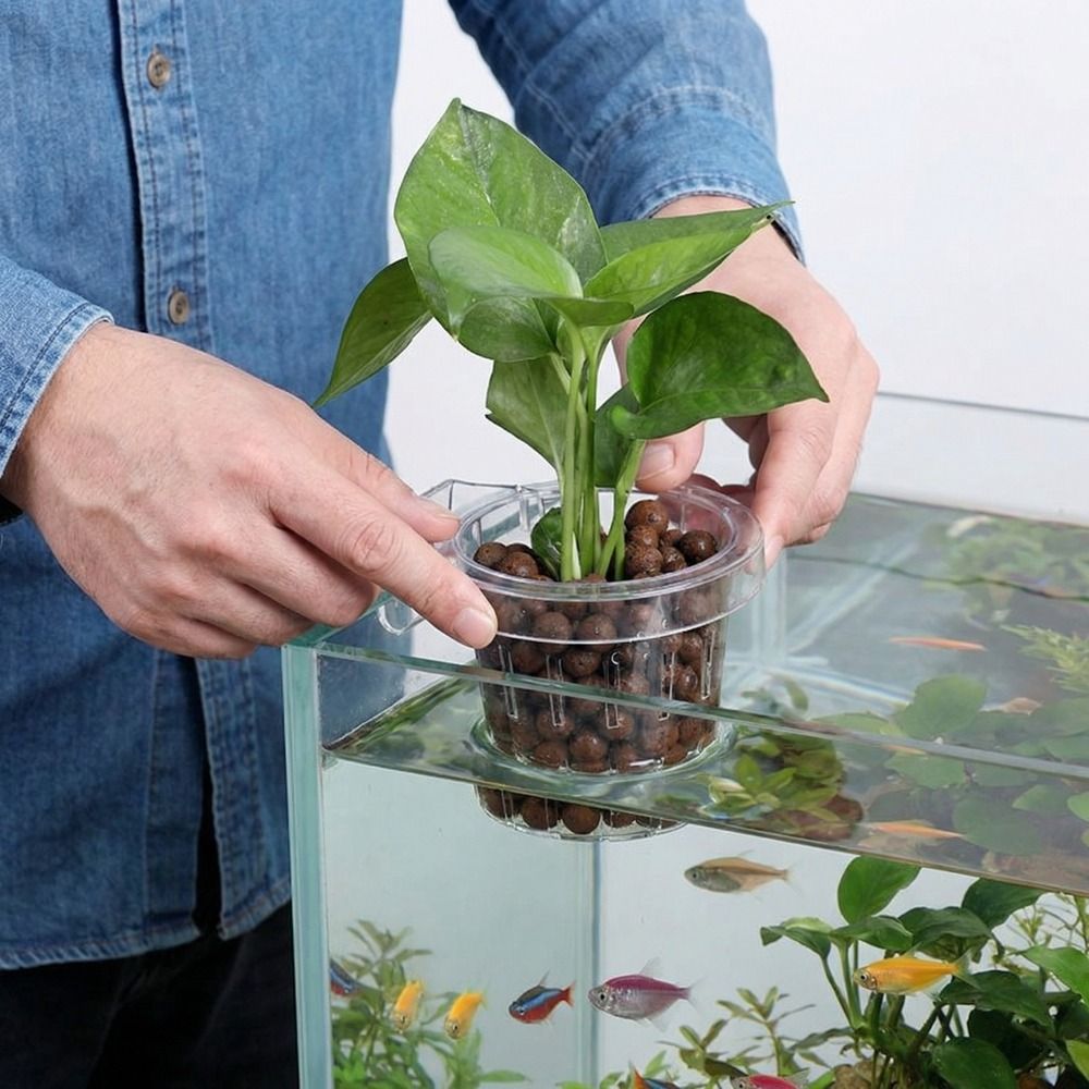 Transparent Fish Tank Grass Cu - đánh giá và giá Aquarium Planted Wall
